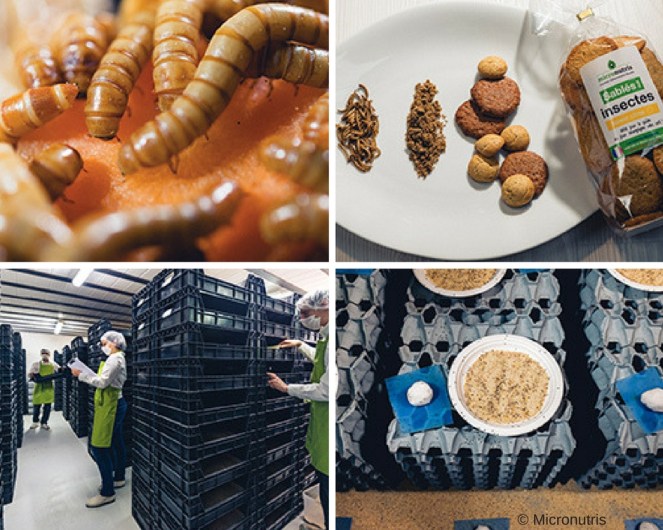 test_micronutris_insectes__séchés_à_manger_.jpg