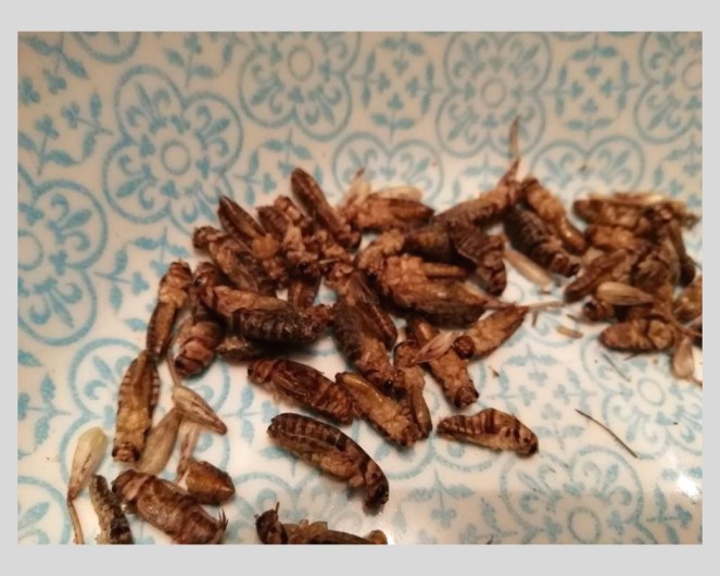 test_micronutris_insectes_à_manger (4).jpg