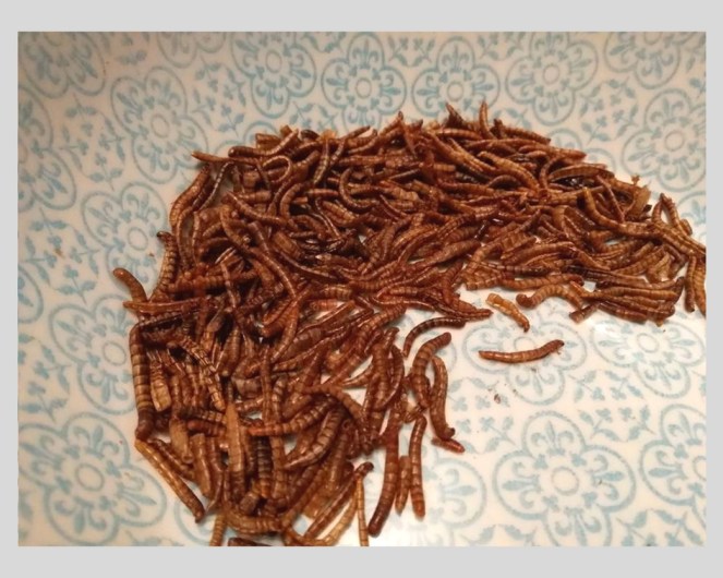 test_micronutris_insectes_à_manger (5)