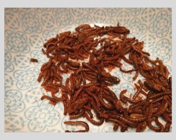 test_micronutris_insectes_à_manger (6).jpg